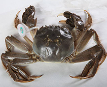 生蟹到底能不能吃？答案其实很简单